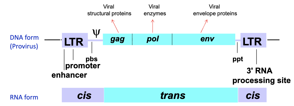 <ul><li><p>5’ LTR - acts as the promoter in DNA form and contains seqs important for reverse transcription in RNA form</p></li><li><p>PBS - first strand DNA synthesis during reverse transcription</p></li><li><p>psi sequence - directs packaging of genomic RNA into virion</p></li><li><p>ppt - primer binding site for second strand DNA synthesis</p></li><li><p>3’ LTR - in DNA acts as polyadenylation signal, in RNA important for reverse transcription</p></li></ul><p></p>