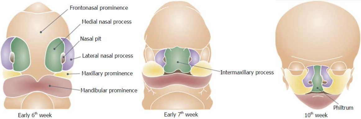 <p>Frontonasal process -2 Maxillary process -2 Mandibular process</p><p>[happens during 4th week in utero}</p>