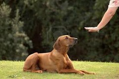 <p>obedient</p>