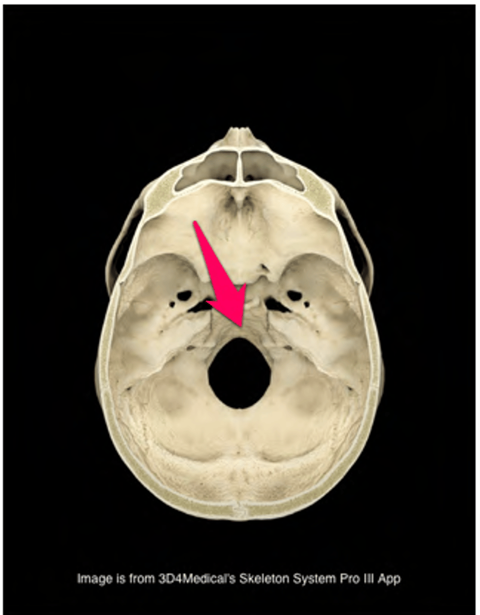 <p>endocraniale zijde, voor-achterwaardse goot op de middellijn</p>