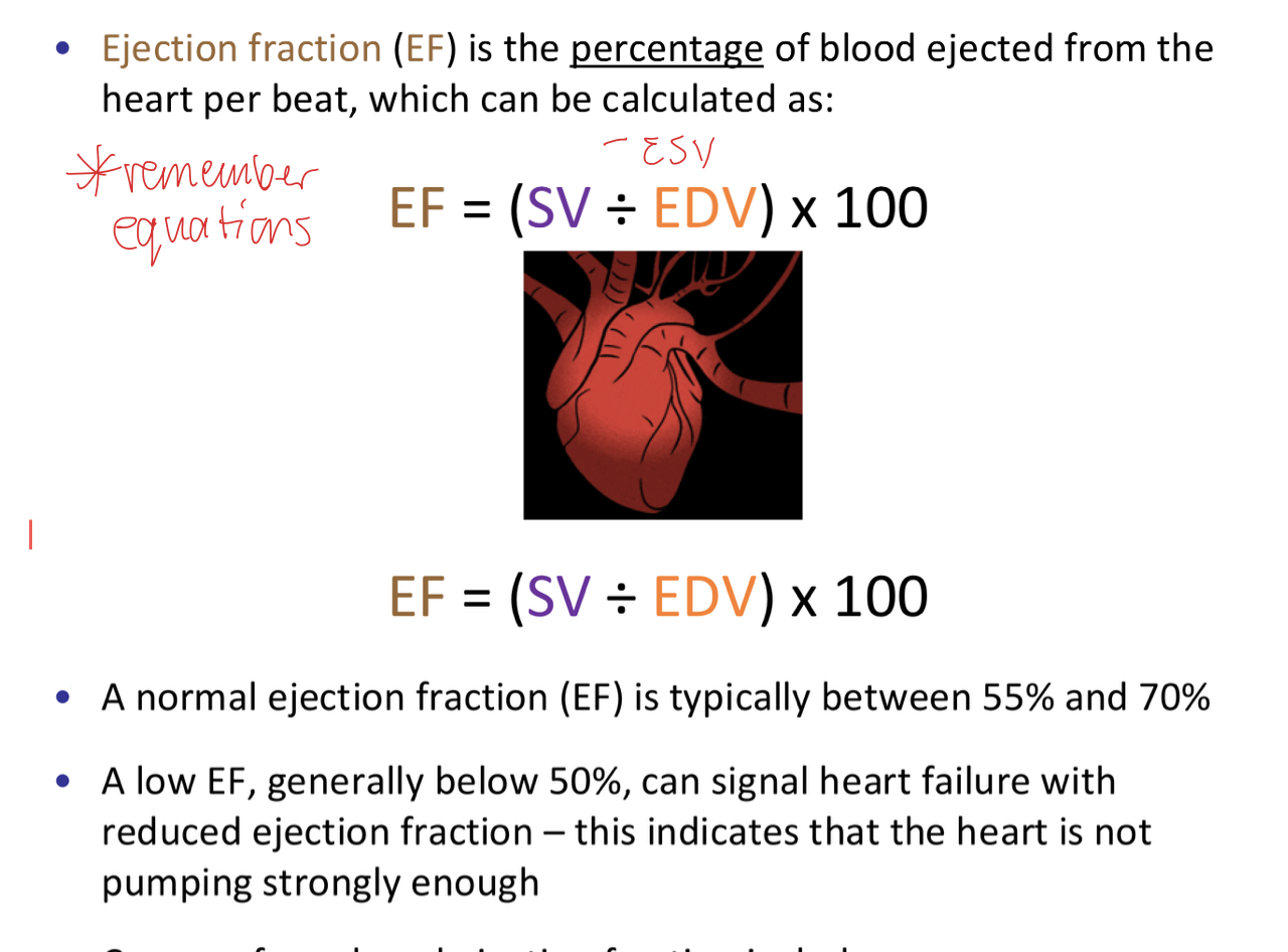 <p>EF = the percentage of blood ejected from the hear per beat</p><p>EDV = the maximum volume of blood in the ventricle at rest. after atrial systole, blood is pumped into the ventricles until they reach EDV</p><p>ESV = after ventricular systole, the volume of blood remaining in the ventricle </p>