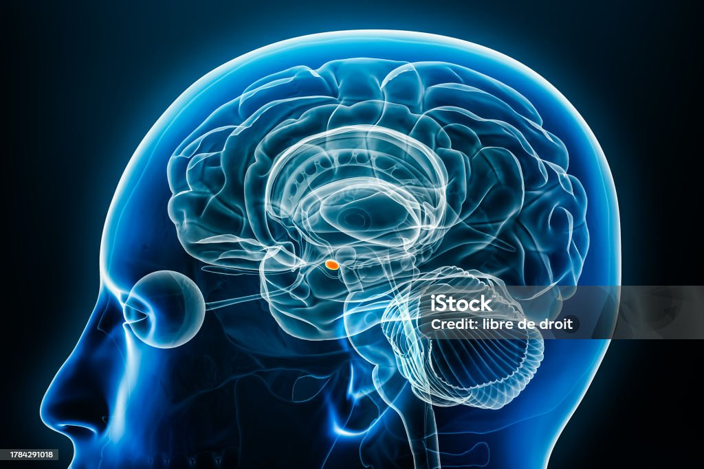 <p>limbic system</p>