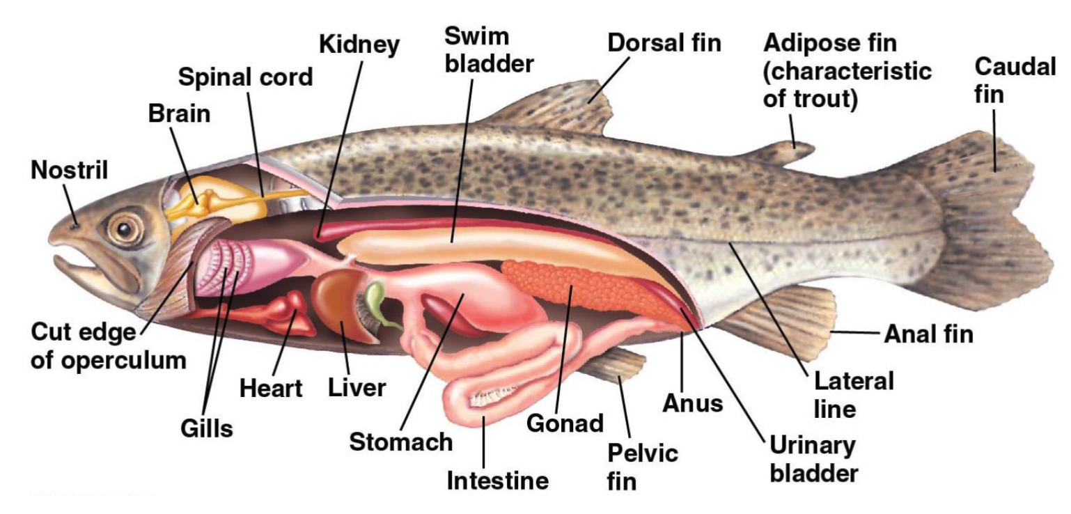 <p>Swim bladder</p>