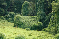 <p>tending to spread very quickly and undesirably or harmfully.</p>