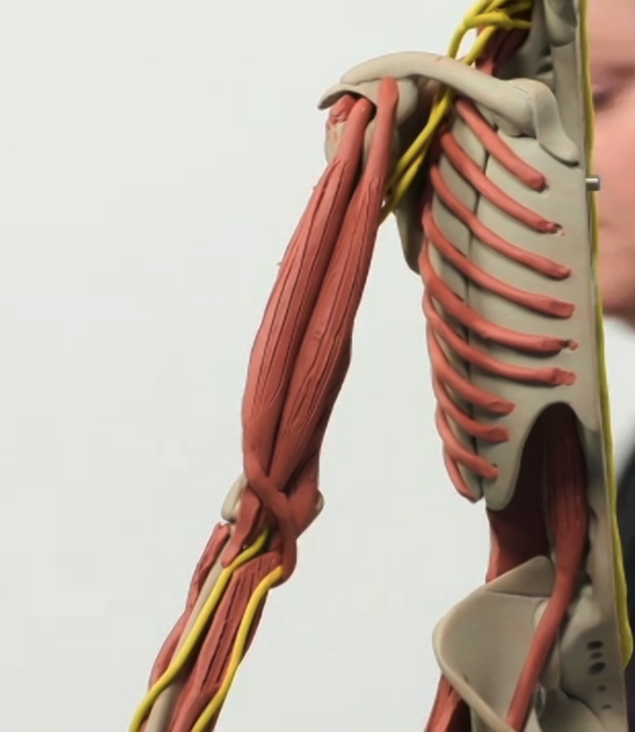 <p>Location: outer/lateral portion of front upper arm</p>
