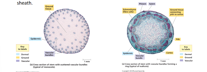 <ul><li><p>Eudicots: the vascular tissue consists of vascular bundles arranged in a ring</p></li><li><p>Monocot: the vascular bundles are scattered throughout the ground tissue, rather than forming a ring. Monocot bundles are surrounded by a sheath.</p></li></ul><p></p>