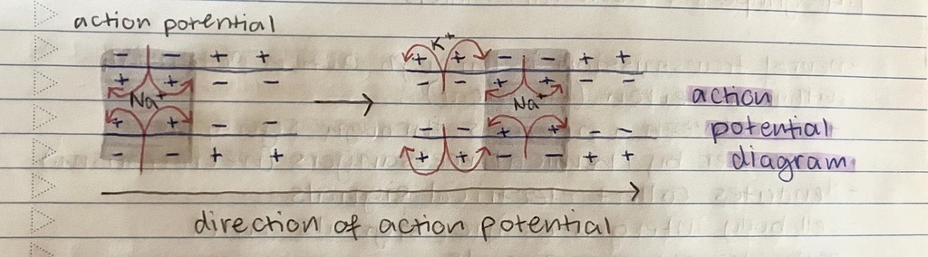 <ol><li><p>nerve impulse is initiated at the axon hillock when signals reach a threshold</p></li><li><p>sodium channels open, allowing positively charged sodium to travel through</p></li><li><p>adjacent sodium channels open due to concentration</p></li></ol><p></p>
