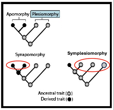<ul><li><p>pre-existing</p><ul><li><p>ancestral trait</p></li></ul></li><li><p>what is called a plesiomorphy or apomorphy depends on context</p></li></ul><p></p>
