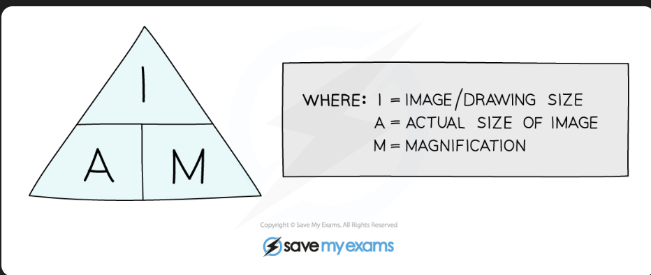 <p>Magnification = Image size / Actual Size </p>