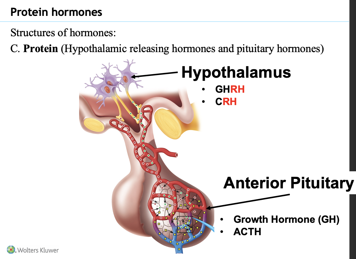 <p><strong>Hypothalamus</strong> secretes <strong>releasing hormones</strong> that stimulate the pituitary:</p><ul><li><p><strong>GHRH (Growth Hormone Releasing Hormone)</strong></p></li><li><p><strong>CRH (Corticotropin Releasing Hormone)</strong></p></li></ul><p><strong>Anterior pituitary</strong> secretes <strong>protein hormones:</strong></p><ul><li><p><strong>Growth hormone (GH)</strong></p></li><li><p><strong>ACTH (Adrenocorticotropic hormone)</strong></p></li></ul><p><strong>Key idea:</strong><br>The <strong>hypothalamus controls the anterior pituitary</strong>, which then releases hormones that act on other endocrine glands.</p>