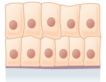 <p>Parts of the male urethra and large ducts of some glands.</p>