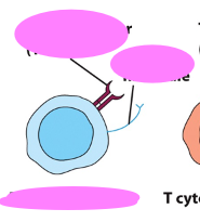 <ul><li><p>What is the receptor, co-receptor, and primary function of a Helper T cell?</p></li></ul><p></p>