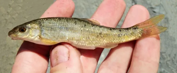<p>Stout minnow with hard scraping mouth (subterminal), algae grazer on rocks; dark dorsal surface with lighter sides; breeding males develop darker coloration.</p>