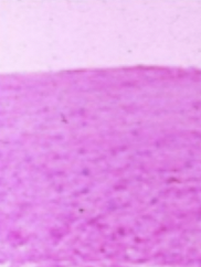 <p>Identify the histology of the heart</p>