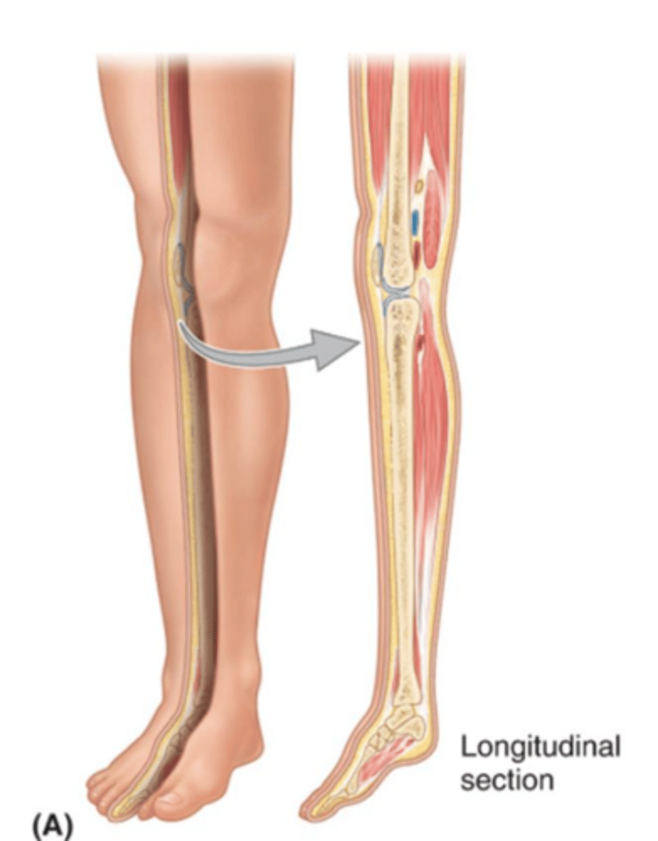<p>cut through the long axis of an organ</p>