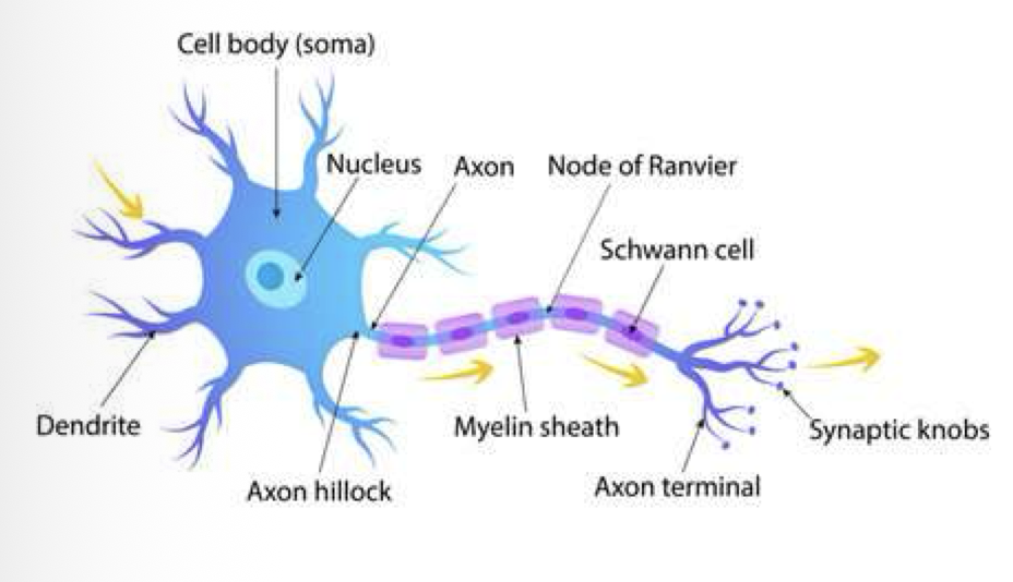 <p>axon hillock, nerve fibers, axon collaterals, axon terminals/terminal boutons</p>