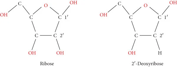 <p>Differentiated by the presence of a hydroxyl (-OH) group on the 2’ carbon of the ribose ring</p>
