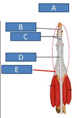 <p>c</p>