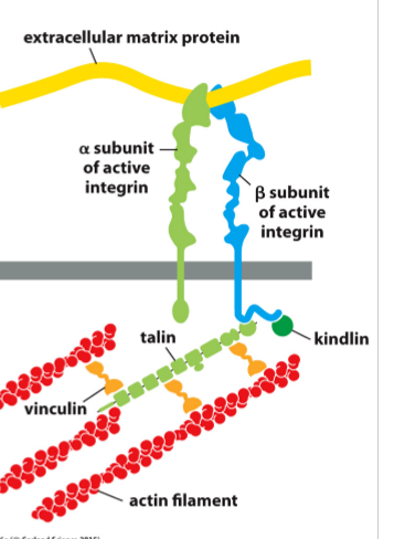 <ul><li><p>Transmembrane heterodimers that link the ECM to the cytoskeleton</p></li><li><p>Comprised of alpha and beta subunits (not covalently attached)</p></li><li><p>Bind actin or intermediate filaments on inside and laminin or fibronectin on outside</p></li><li><p>mediate signaling for cell behavior, including survival</p></li><li><p>Major matrix receptor</p></li></ul><p></p>