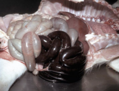 <p>Which abnormal altered blood flow is usually associated with a</p><p>venous infarction?</p><p>A. Hyperemia</p><p>B. Congestion</p><p>C. Edema</p><p>D. Ascites</p><p>E. B and D</p>