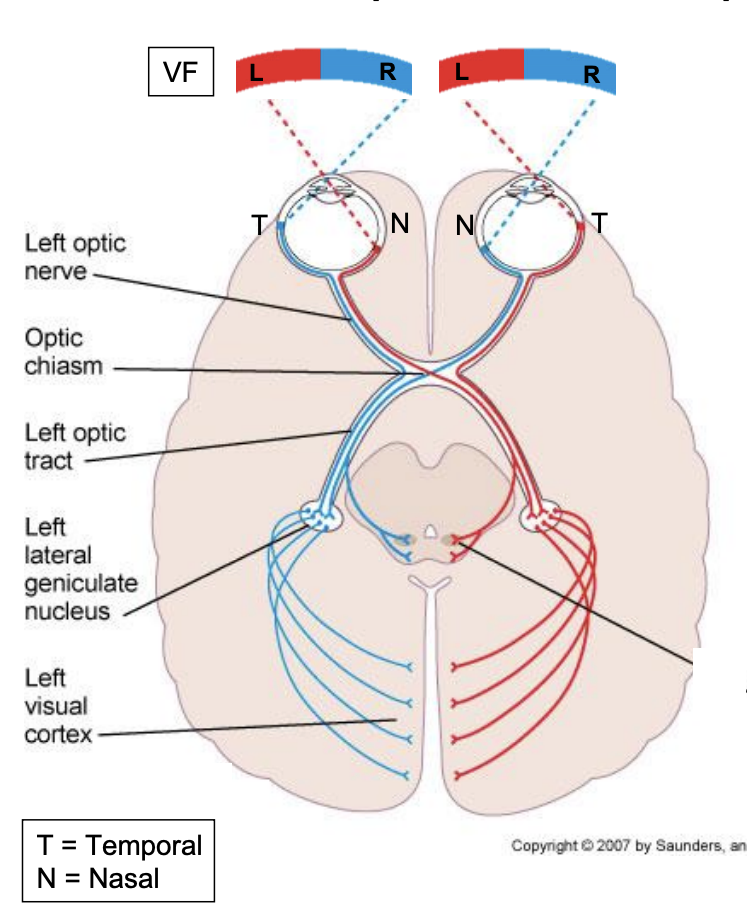 <ul><li><p>info from temporal retina will stay ipsilateral on its way to primary visual cortex </p></li><li><p>info from nasal retina will cross over to the other side in the optic chias, and end in the contralateral primary visual cortex </p></li></ul><p></p>