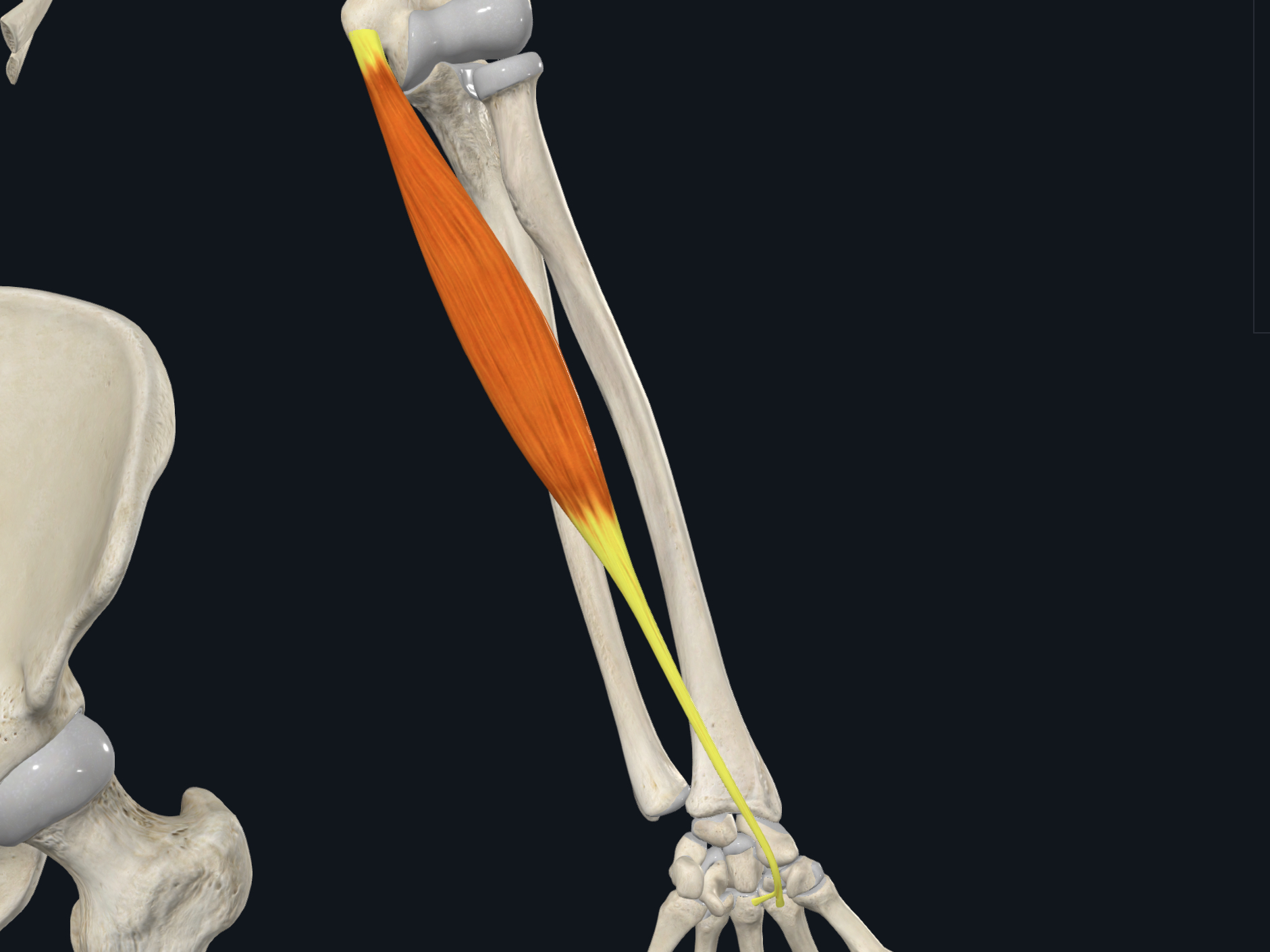 <p><span>&nbsp; · Origin: Medial epicondyle of humerus</span></p><p><span>&nbsp; · Insertion: Bases of second and third metacarpal bones</span></p><p><span>&nbsp; · Nerve Supply: Median</span></p><p><span>&nbsp; · Action: Flexes and abducts hand at wrist joint</span></p>