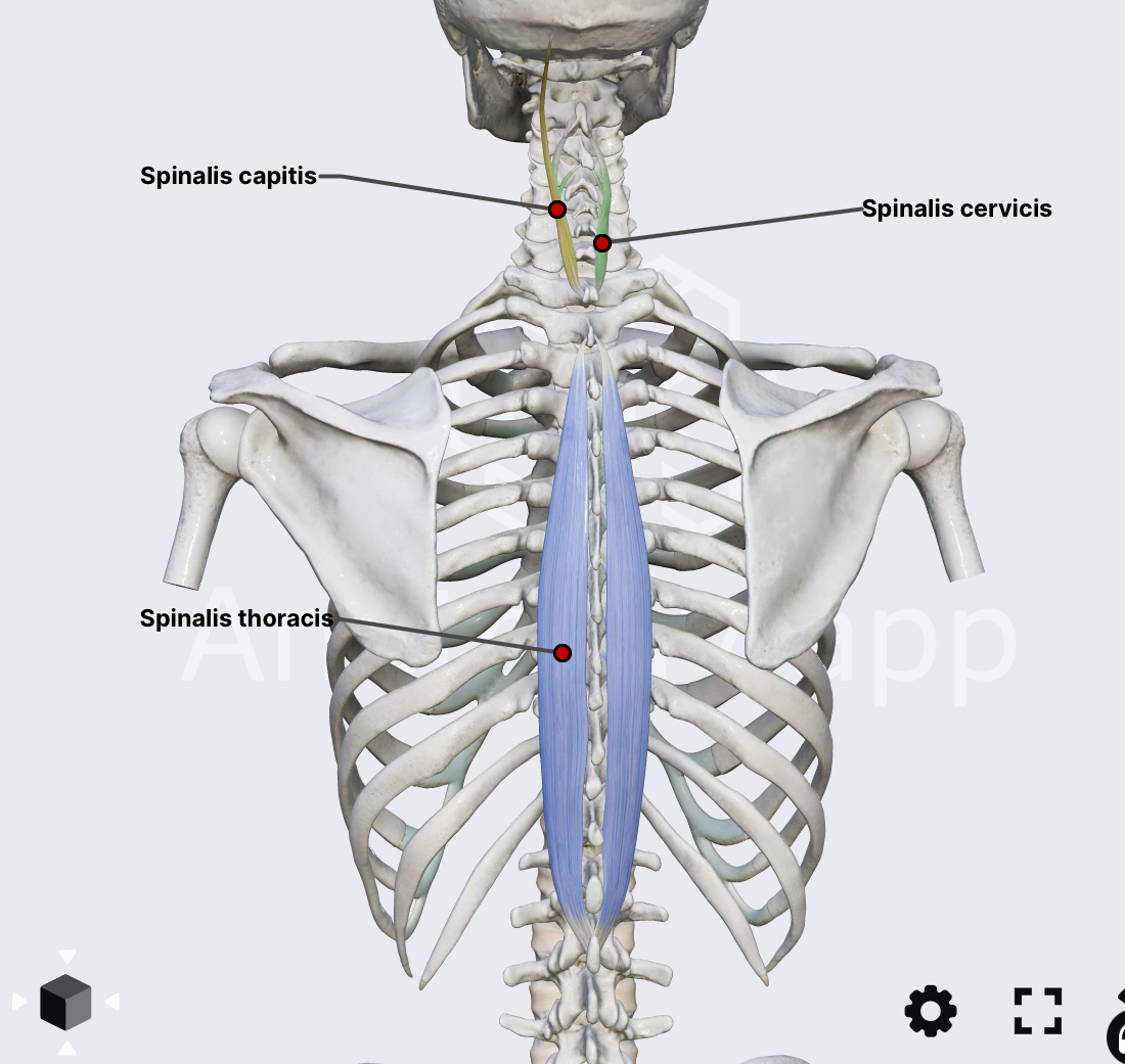 <p><span><span>Spinalis — Blood Supply?</span></span></p>