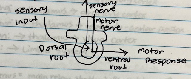 <ol><li><p>Afferent (sensory) fibers → ventral root </p><ol><li><p>(ARRIVES)</p></li></ol></li><li><p>Efferent (motor) fibers → ventral root</p><ol><li><p>(EXITS)</p></li></ol></li></ol><p></p><p></p>