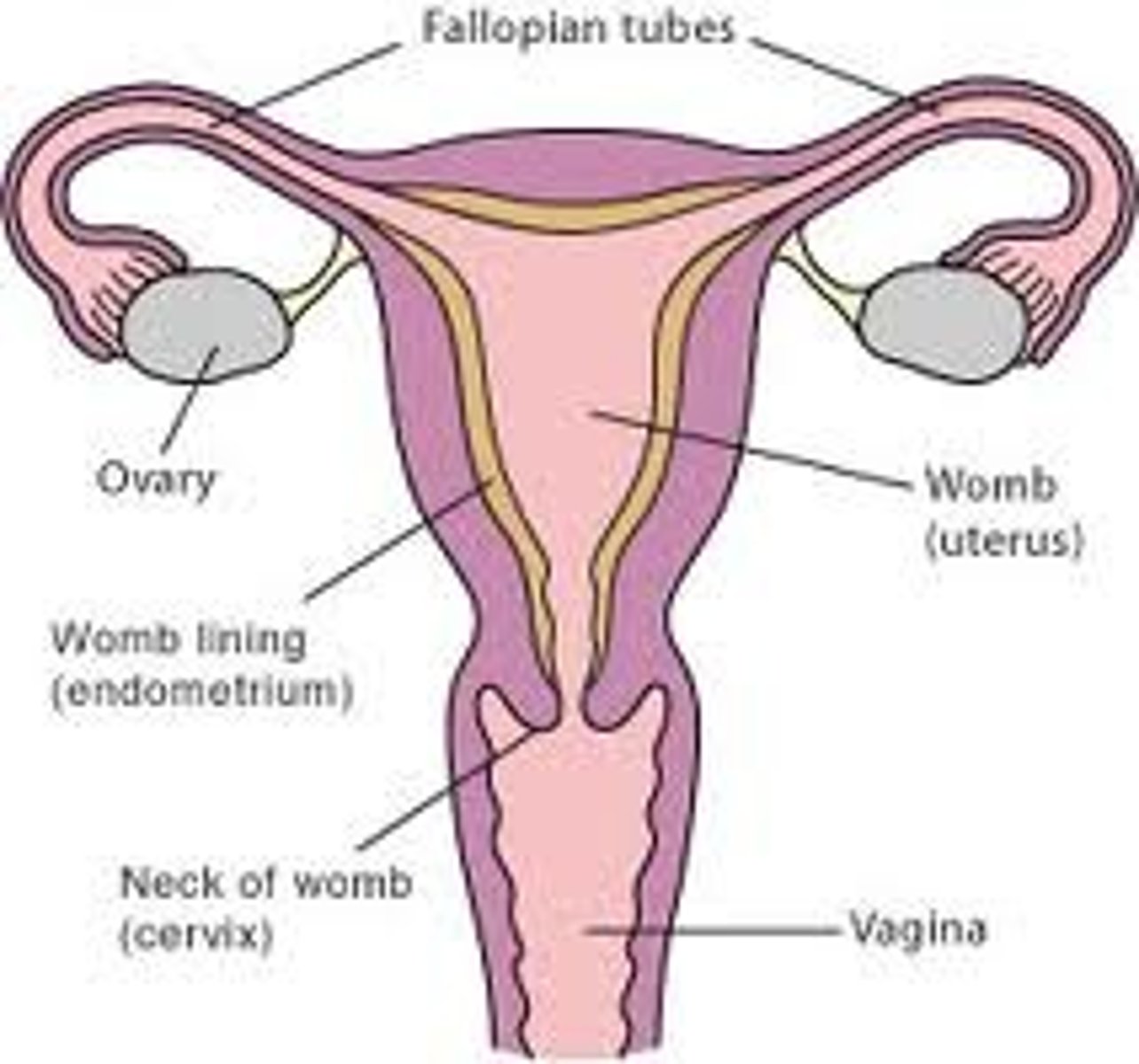 <p>Produces gametes and supports reproduction.</p>