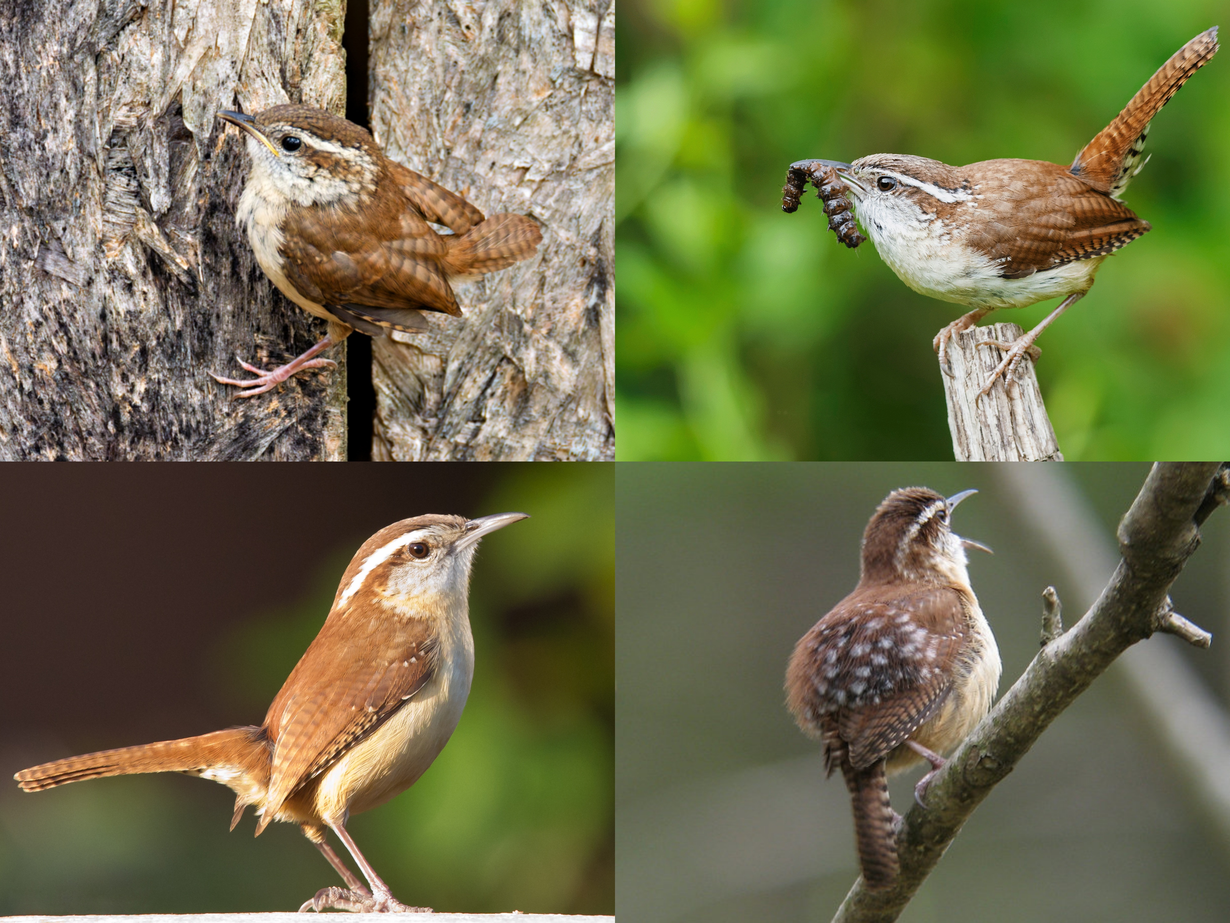 <p>Order: Passeriformes</p><p>Family: Troglodytidae</p><p>CN: Carolina Wren</p><p>Alpha Code: CARW</p>