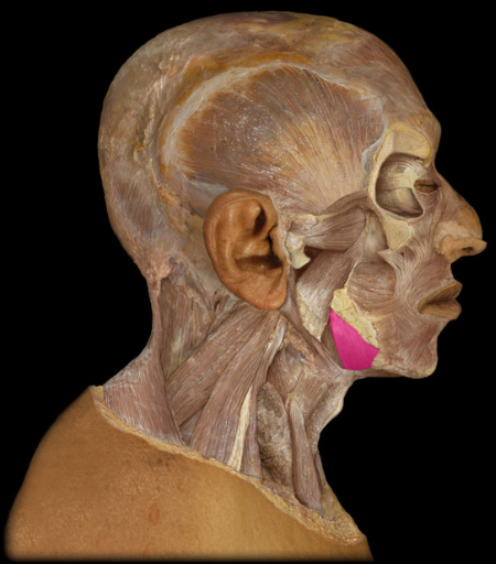 <p>action: elevates floor of mouth for swallowing.</p>