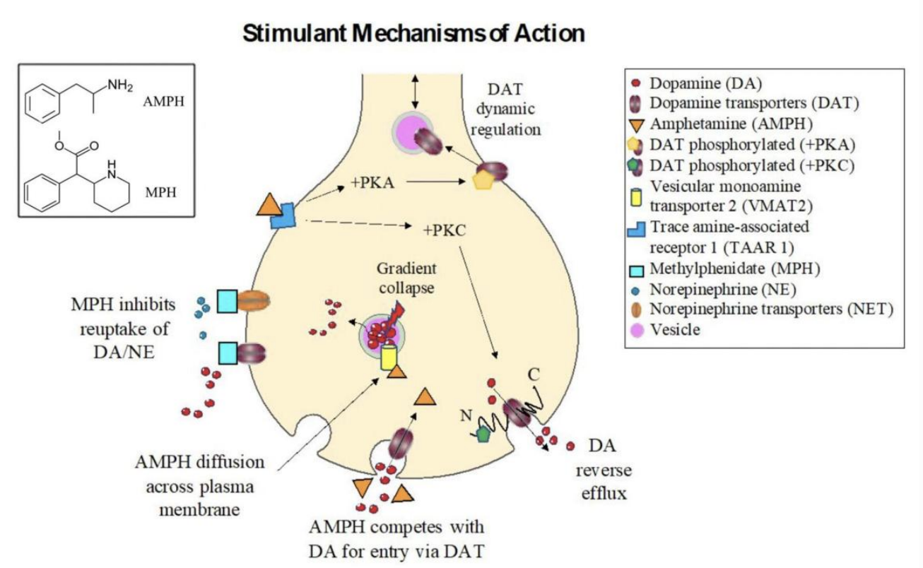 <ul><li><p>Most work by increasing DA or NA transmission</p></li><li><p><strong>Amphetamine (Adderall) </strong>and <strong>methylphenidate (Ritalin)</strong> both inhibit DAT and NA transporters</p><ul><li><p>Long-term effects could include changes in DAT levels</p></li></ul></li></ul><div data-type="horizontalRule"><hr></div><ul><li><p></p></li></ul><p></p>