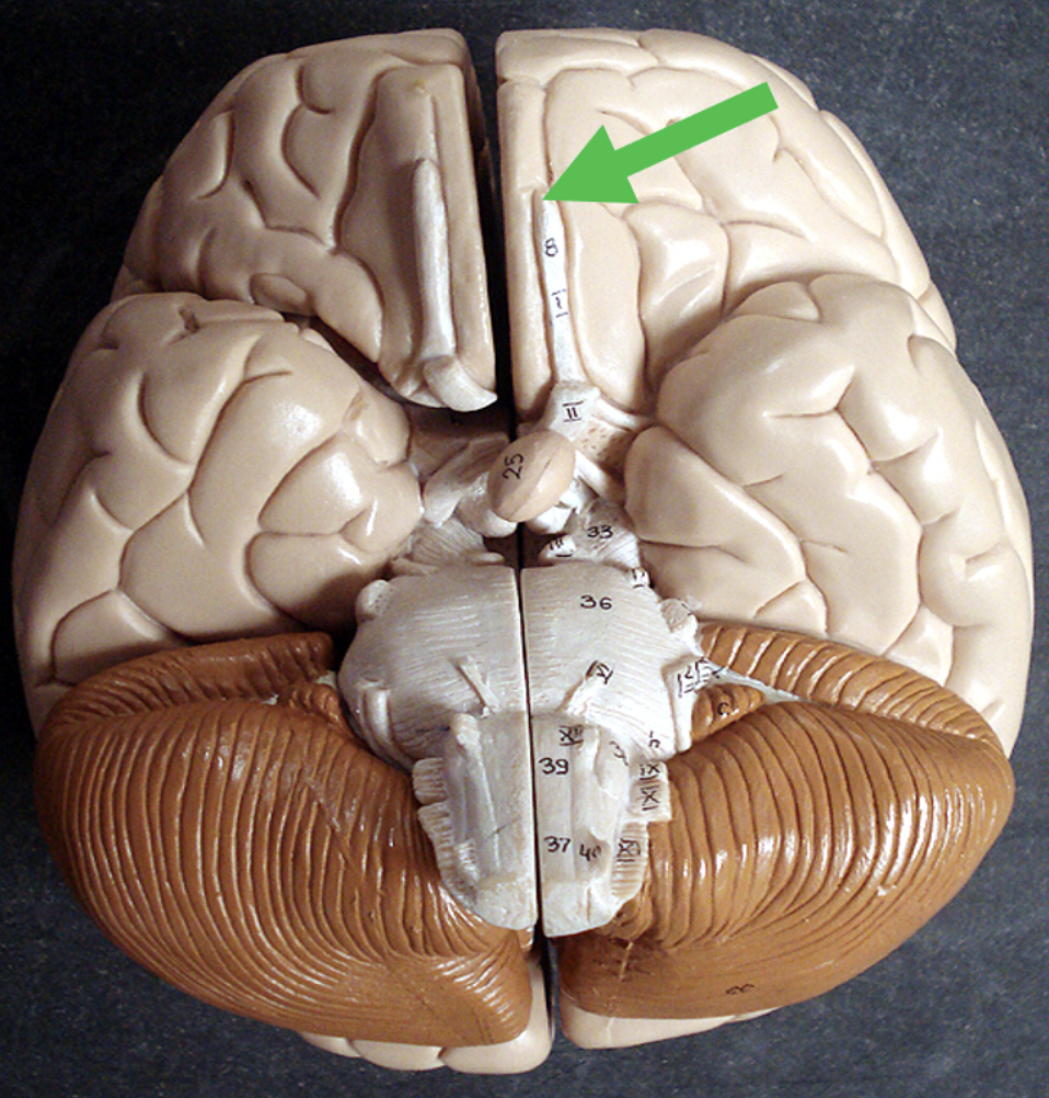 <p><span>Identify the area of the brain at the tip of the pointer.</span></p>