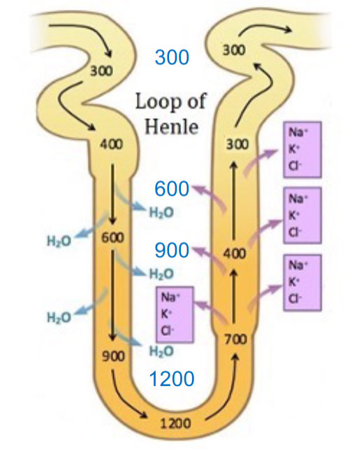 <p>The countercurrent multiplier also creates a problem</p>