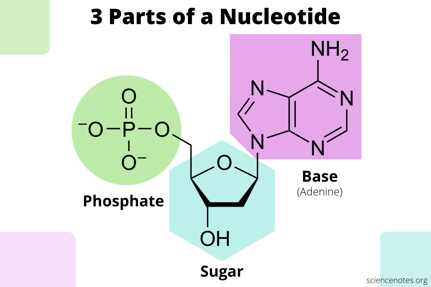 <p>NUCLEOTIDE</p>