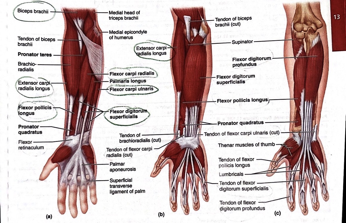 <p><span><span>Flexor carpi ulnaris</span></span></p><p></p>
