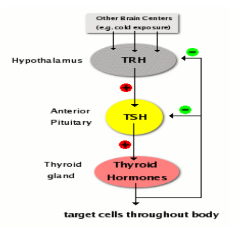 <p>Negative feedback</p><ul><li><p>Hypothalamus has a stimulus and releases Thyrotropin releasing hormone</p></li><li><p>Positive effect in anterior pituitary gland</p></li><li><p>Pituitary releases thyroid stimulating hormone</p></li><li><p>Thyroid gland is now stimulated and T3 and T4 are released</p></li></ul><p></p>