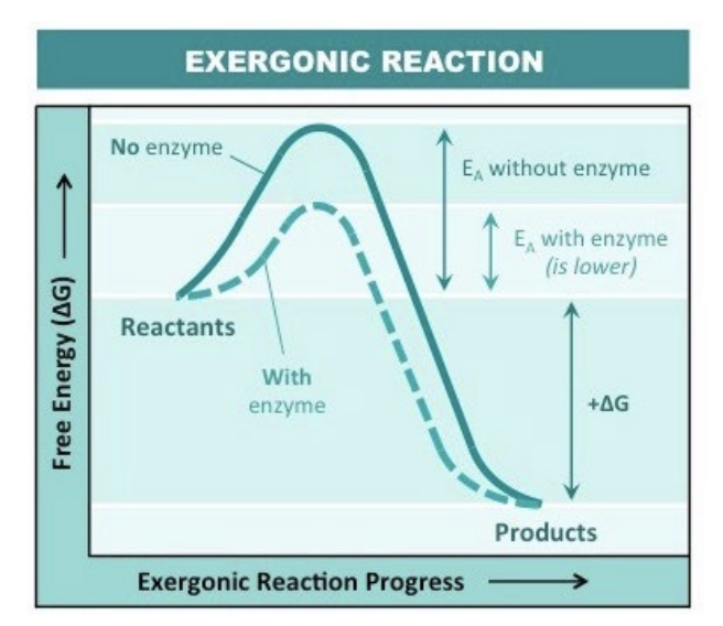 <p>Catabolic Reactions</p>
