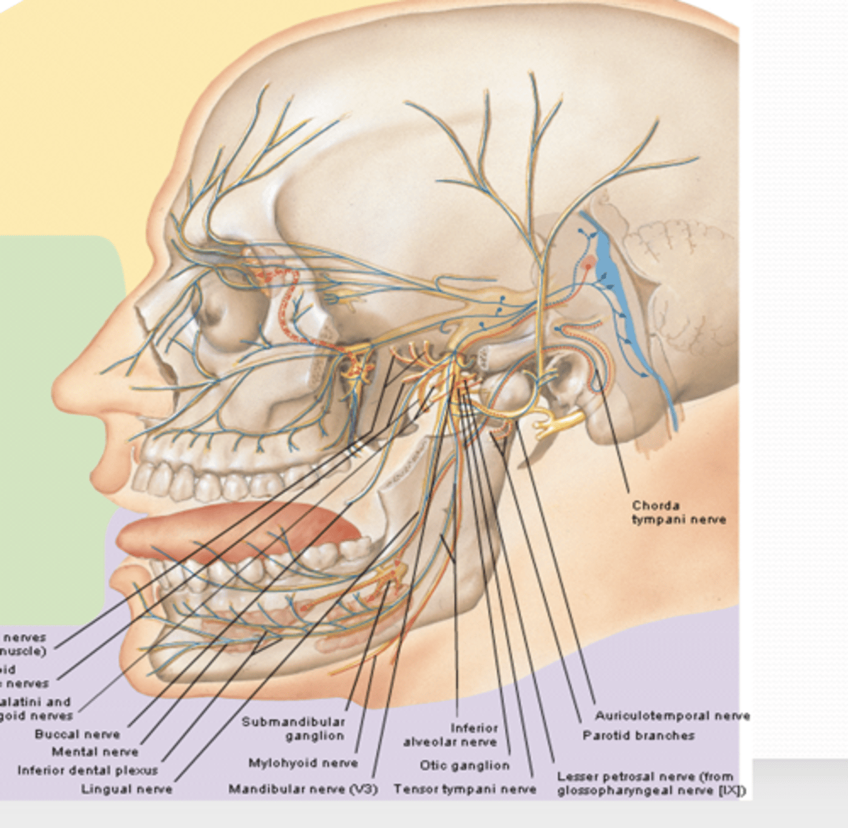 <p>What does the sensory branch (Auriculotemporal nerve) of the mandibular (CN V3) innervate?</p>