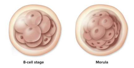 <p>3 days of cleavage, the pre-embryo is a solid ball of cells</p>