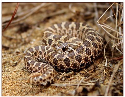 <p>nonvenomous</p>