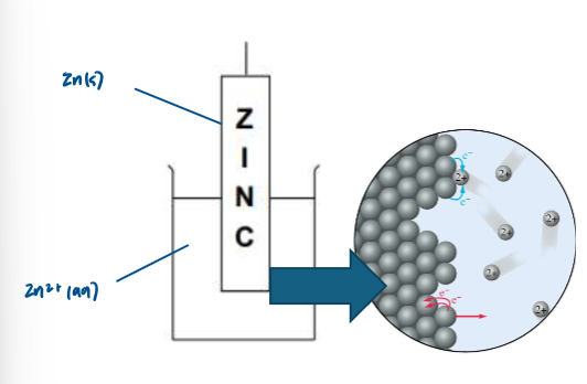 <ul><li><p>although it looks as though nothing happens in a half-cell, some of the metal atoms get oxidised forming ions, leaving the electrons on the piece of metal</p></li><li><p>the reversible arrow shows that the reaction happens in both directions </p></li></ul><p></p>