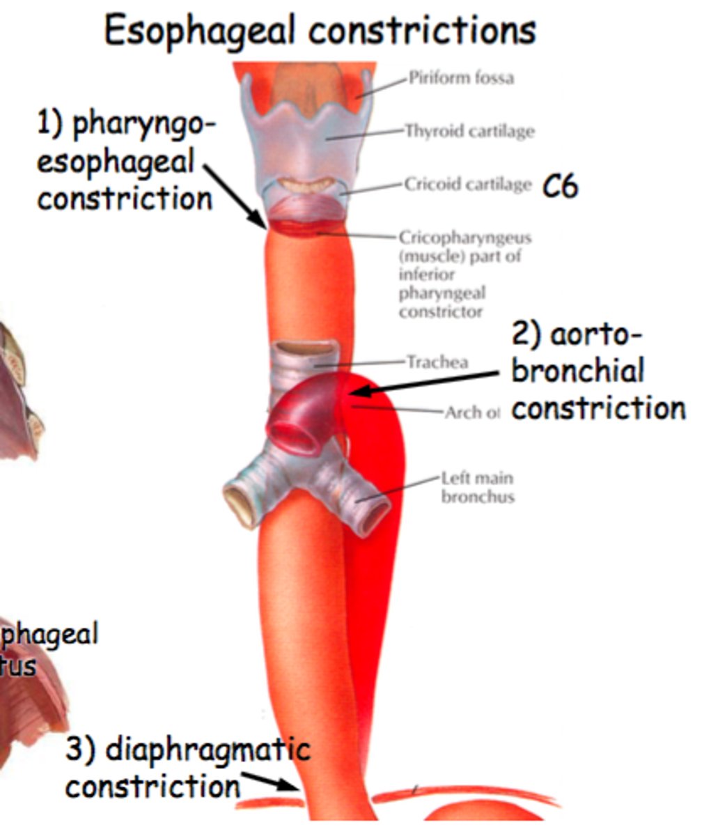 <p>1. Junctions of the pharynx and esophagus (cricopharyngeous muscle)</p><p>2. Where the aorta and the L bronchus cross over the esophagus</p><p>3. Passage of esophagus through the diaphragm</p>