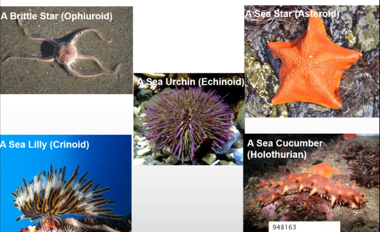 <p>echino “spiny” derm" “skin”</p><p>All marine </p><p>Benthic bottom feeders.</p>