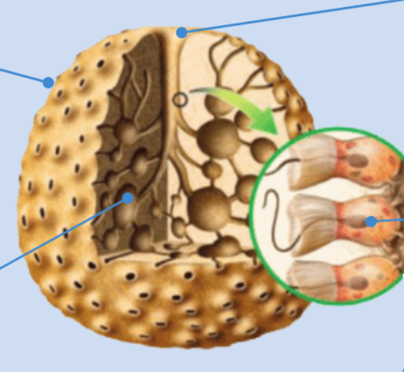 <p>Quin animal és? I digues els òrgans i processos digestius d’ell.</p>