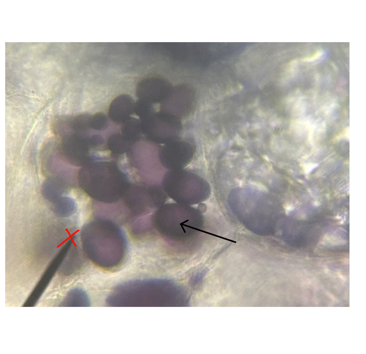 <p>In this Plant cell, what is the arrow pointing to?</p>