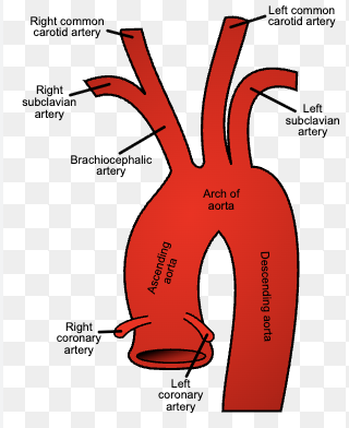 <p><strong>Brachiocephalic trunk</strong> (which branches into the right common carotid and right subclavian arteries), the <strong>left common carotid artery</strong> (later turns into internal carotid, then middle cerebral), and the <strong>left subclavian artery </strong>(</p>