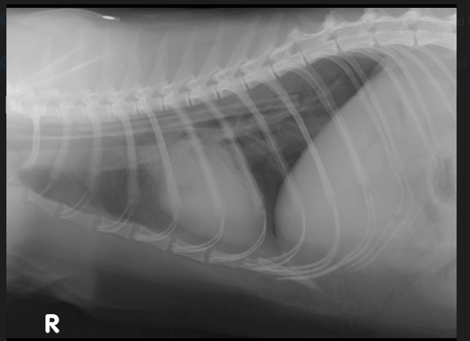 <p><strong><u>Use radiography to confirm placement in oesophagus and NOT trachea </u></strong>—> under GA so won’t cough if fluid put down tube + air presence</p>