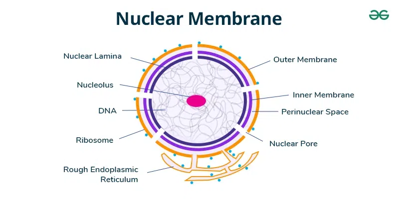 <p>penetrates the nuclear envelope of eukaryotic cells, acting as the sole, highly selective channel for transport between the nucleus and cytoplasm</p><ul><li><p>a large elaborate structure composed of 30 diff proteins, each present in multiple copies.</p></li></ul><p></p>