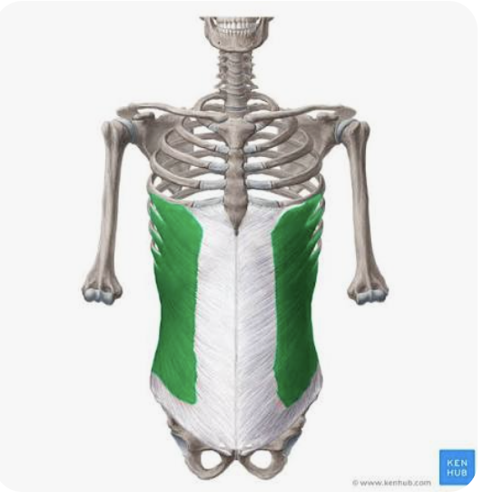 <p>O: Ribs 5-12</p><p>I: Iliac crest, inguinal ligament, linea alba, pubic tubercle</p><p>A: Bilaterally → anterior flexion of the trunk and compression of the abdomen</p><p>Unilaterally → lateral flexion of the trunk and <strong>rotation to the opposite side</strong></p>